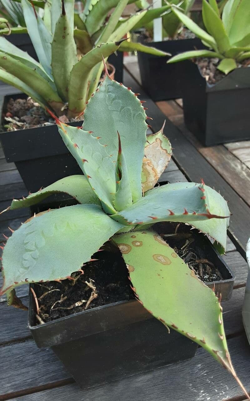 Agave di Parry 15