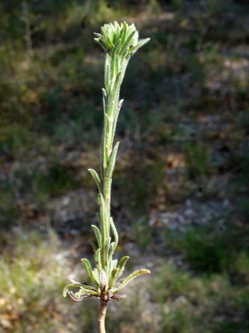 Neatostema apulum 22