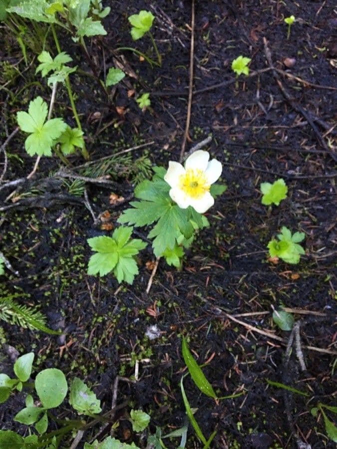 Trollius americano