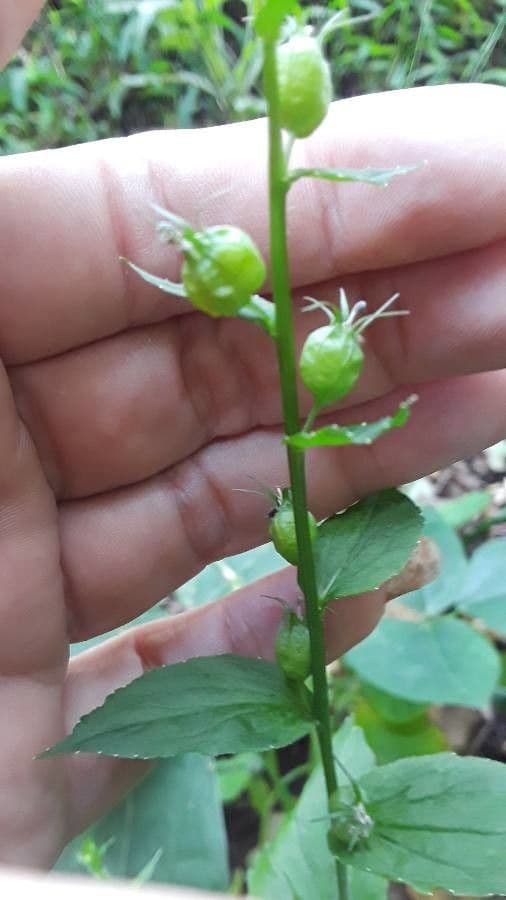 Lobelia 2