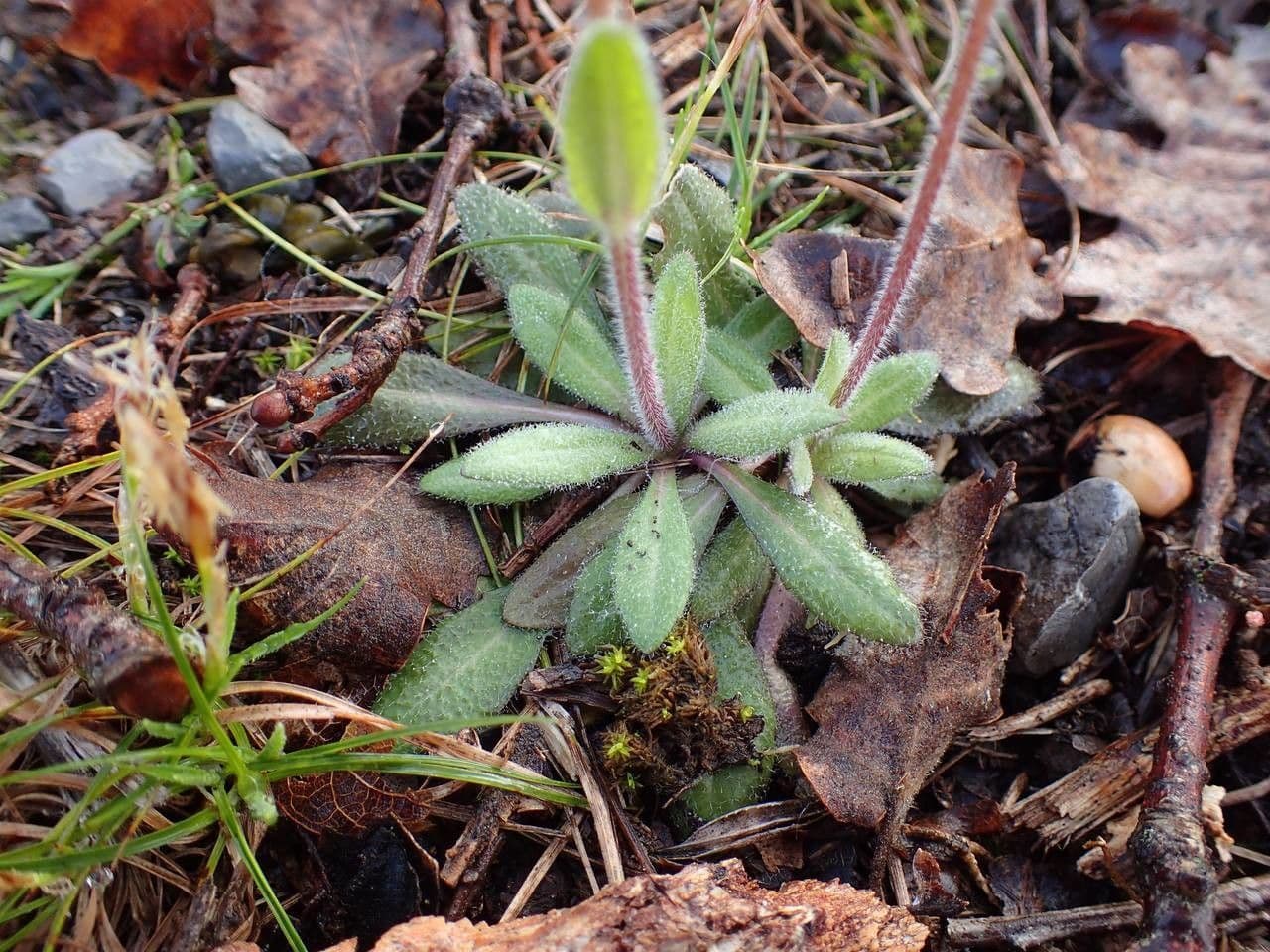 Arabis ciliata 14