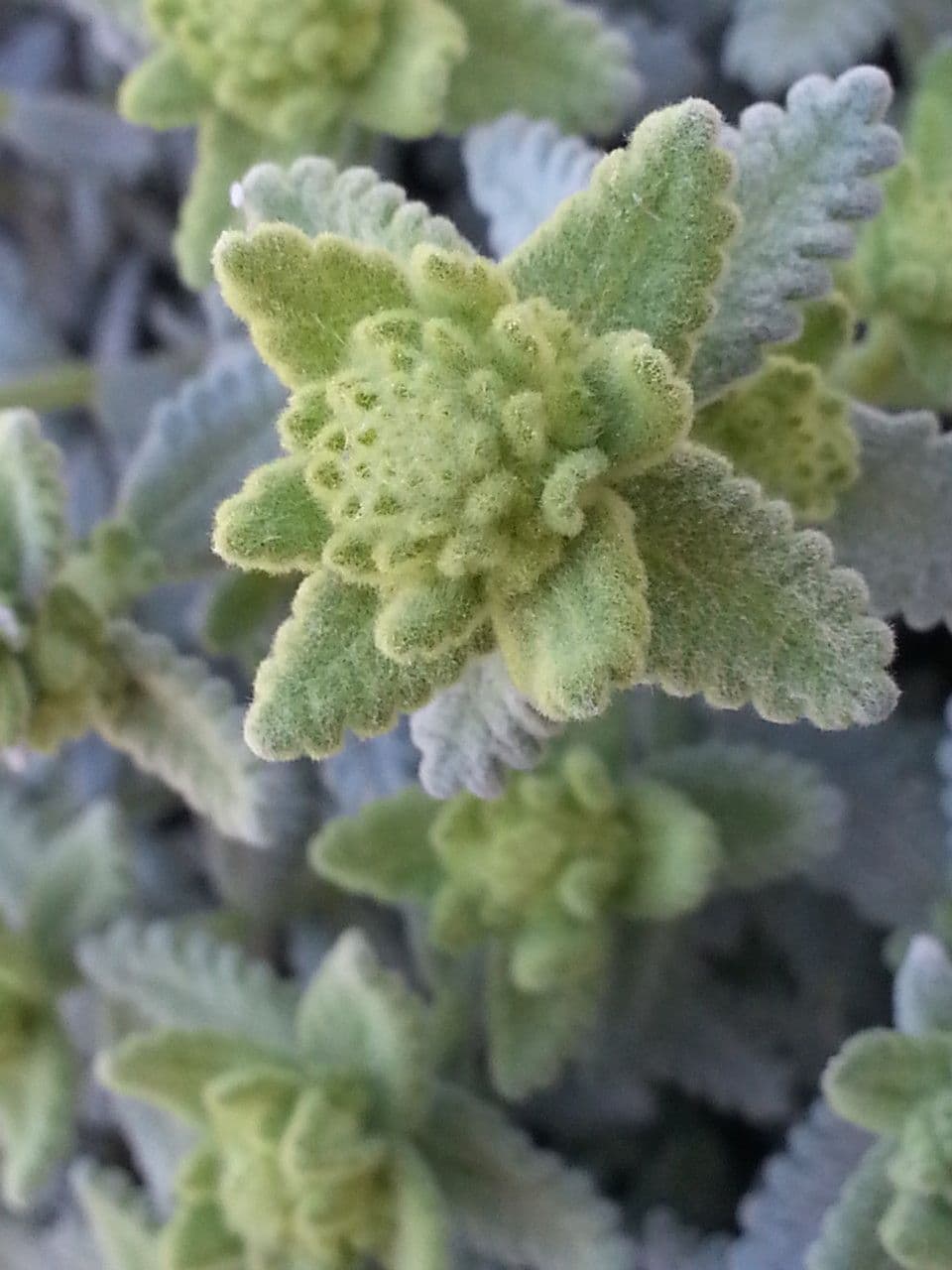 Teucrium 7