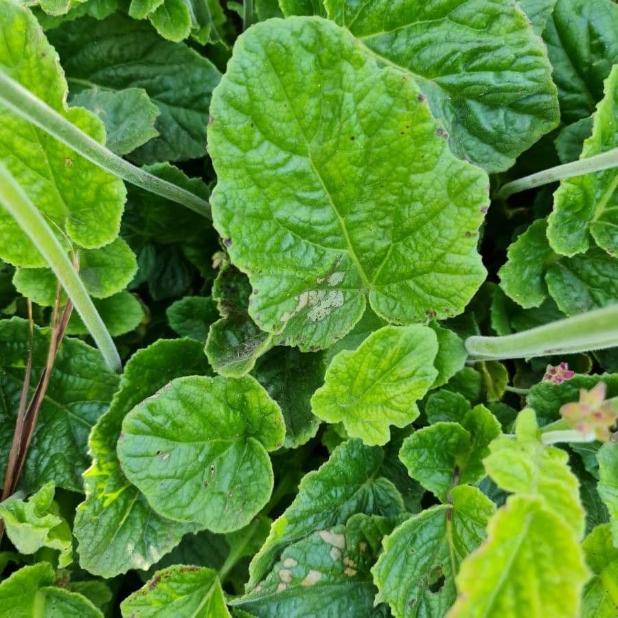 Francoa 10