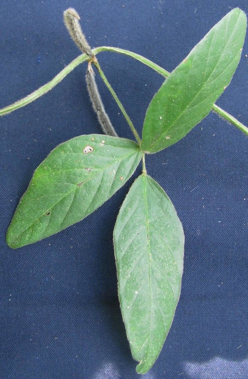 Teramnus uncinatus 16