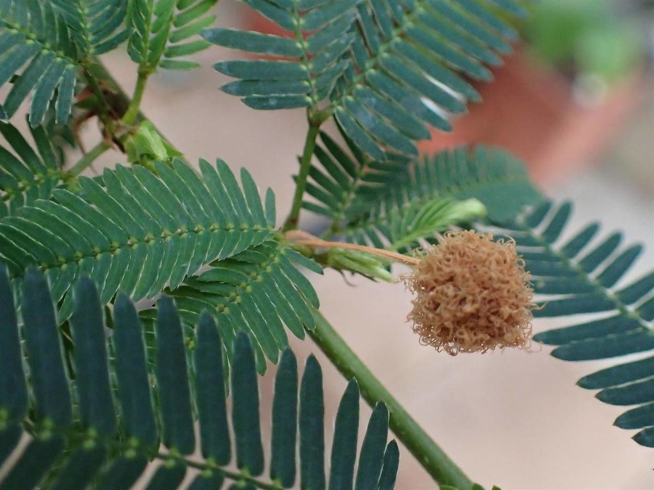 Mimosa 7