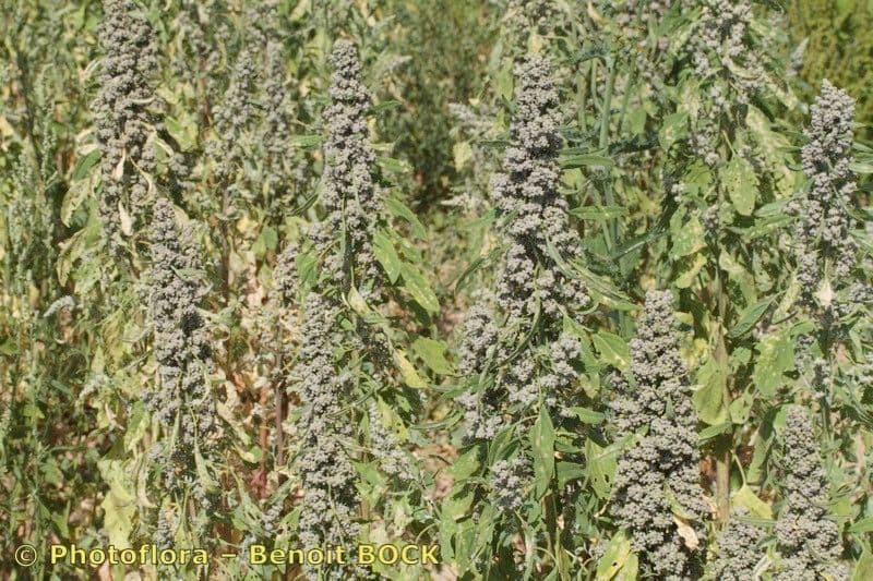 Quinoa 22