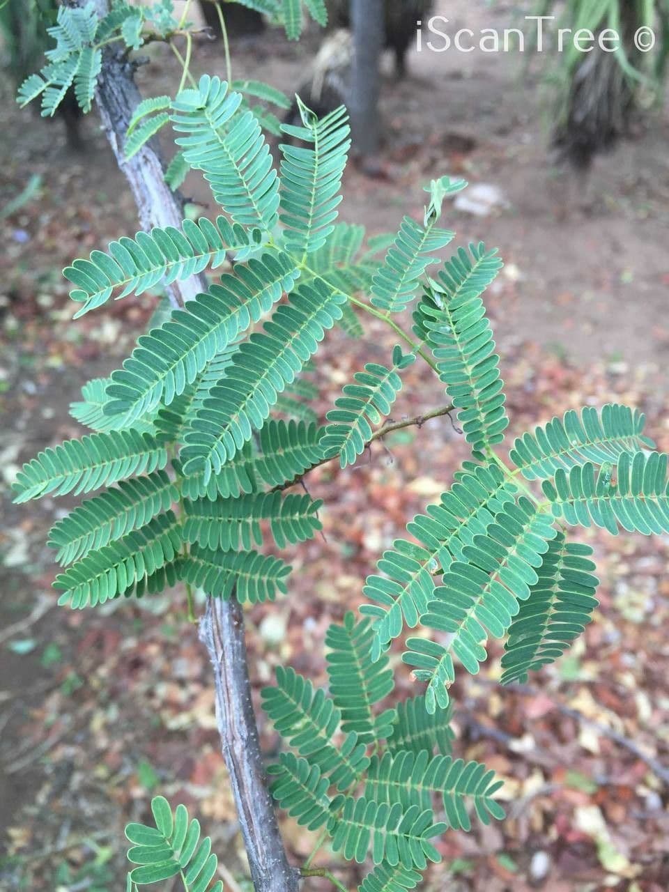 Albizia 13