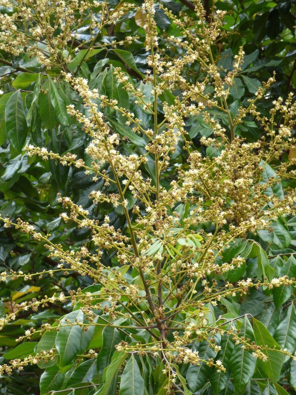 Longan 7