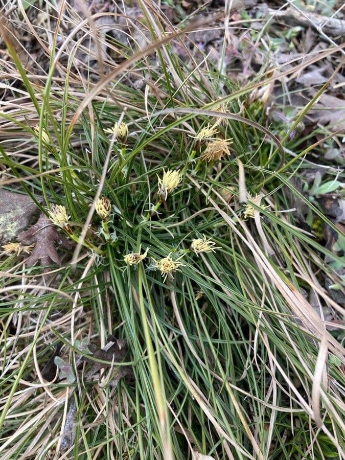 Dwarf sedge 9