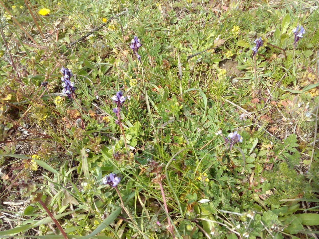 Linaria ametista 9