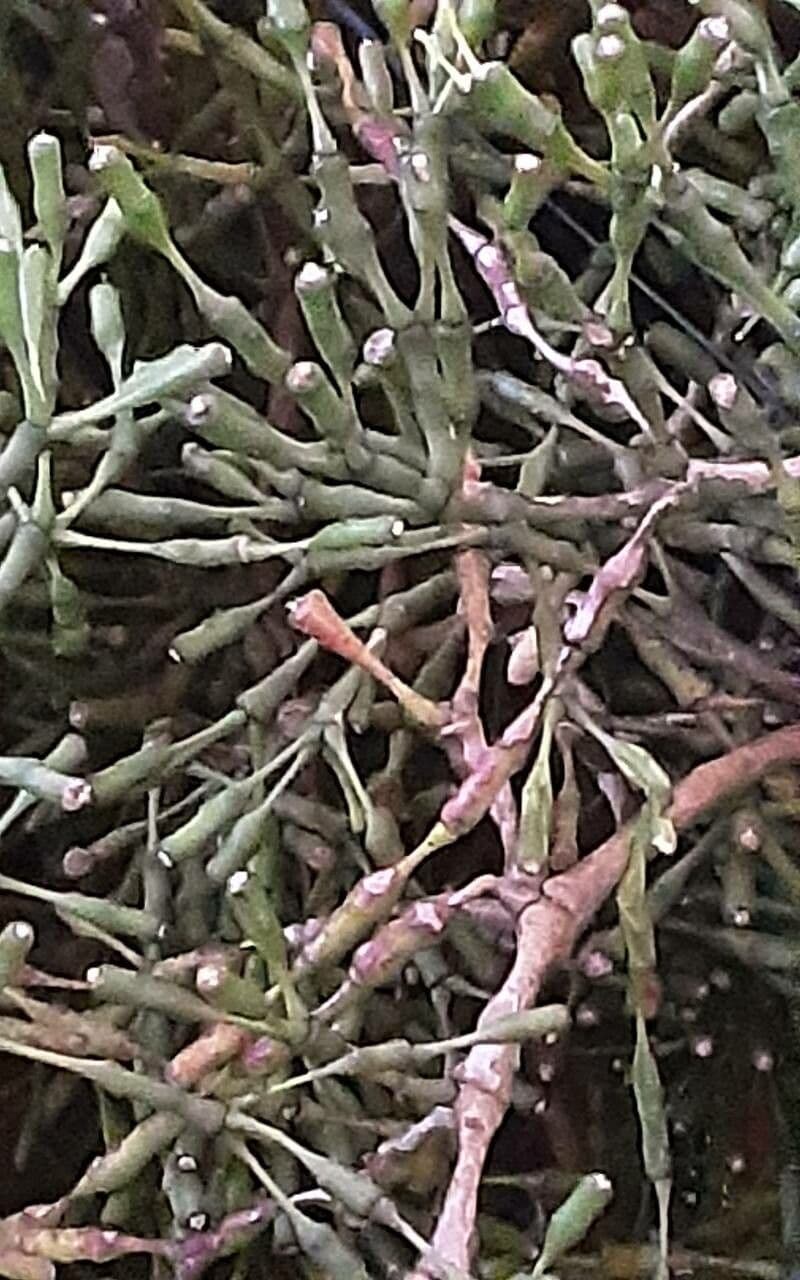 Cactus bottiglia 17
