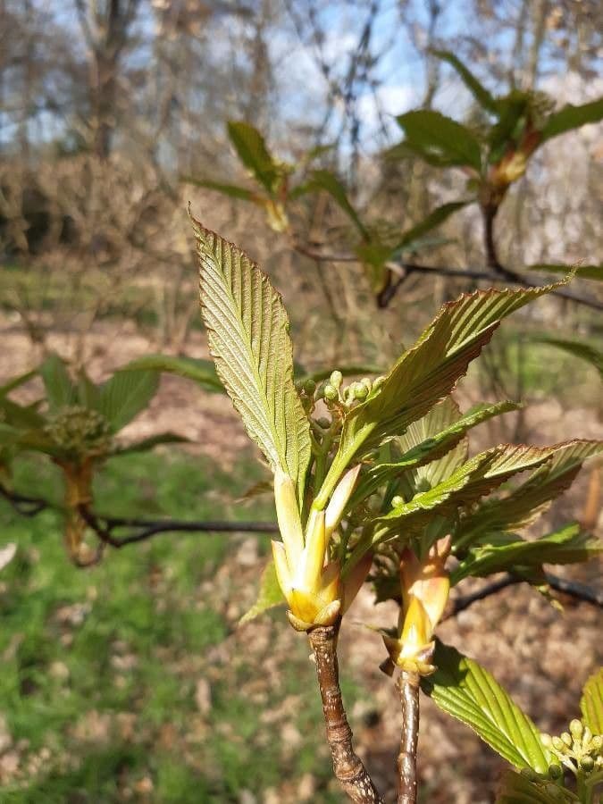 Thomsonaria kalonevrová 17