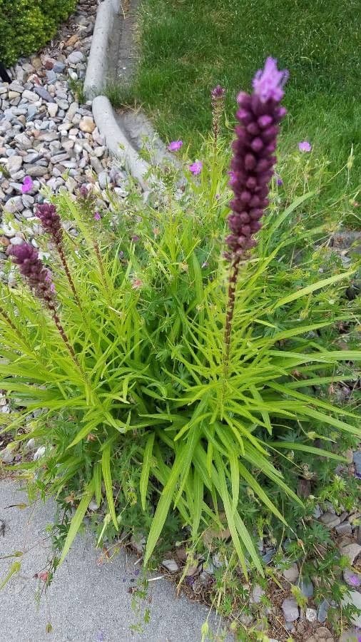 Liatris espigada 26