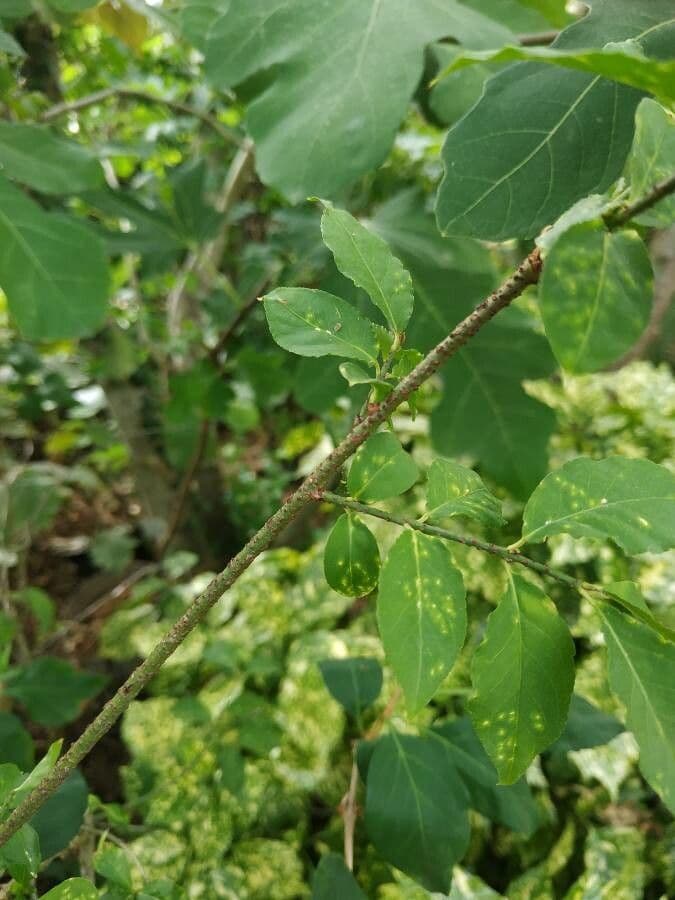 Euonymus 20