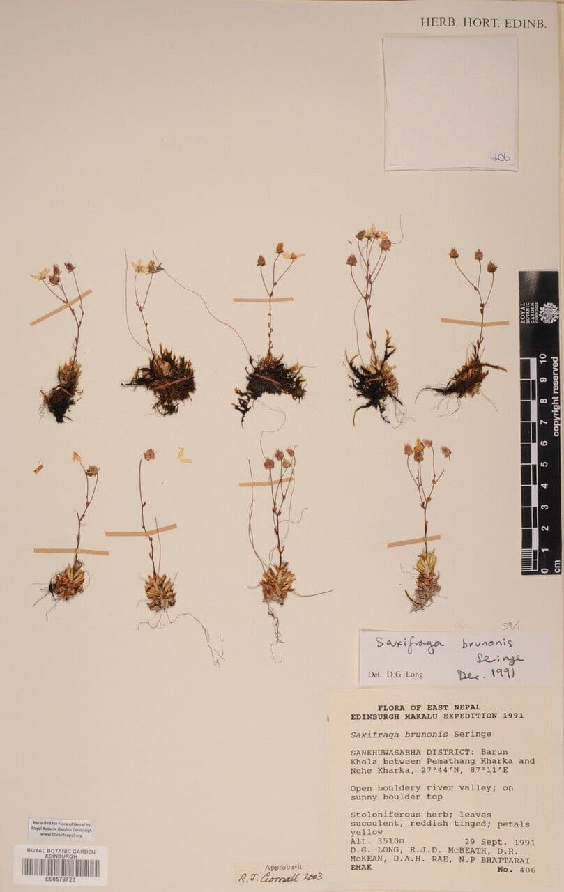 Steinbrech 3