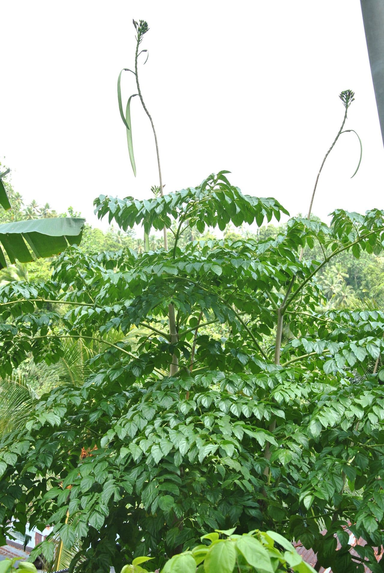 Oroxylum indiano 22
