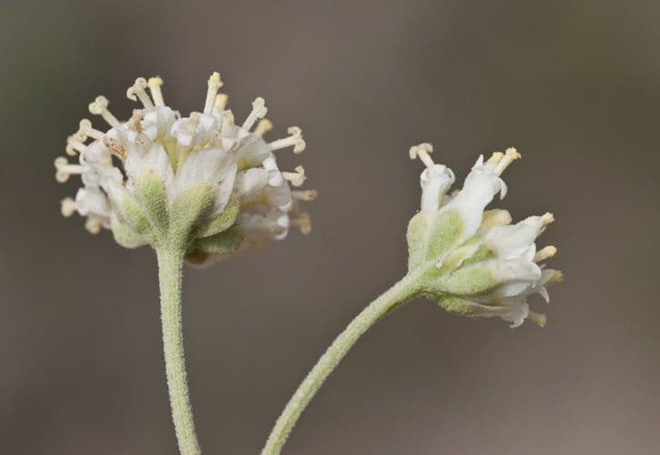Himenopappus 2