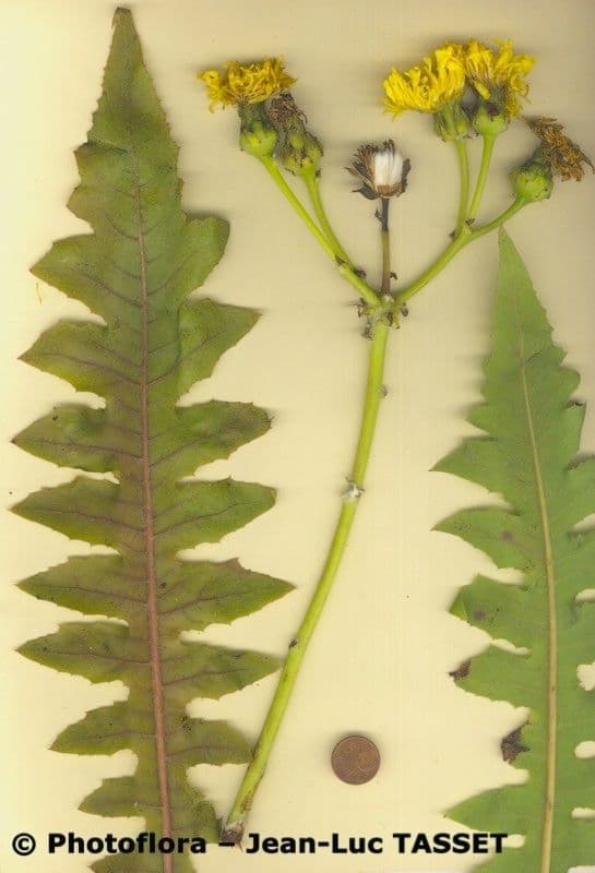 Sonchus 19