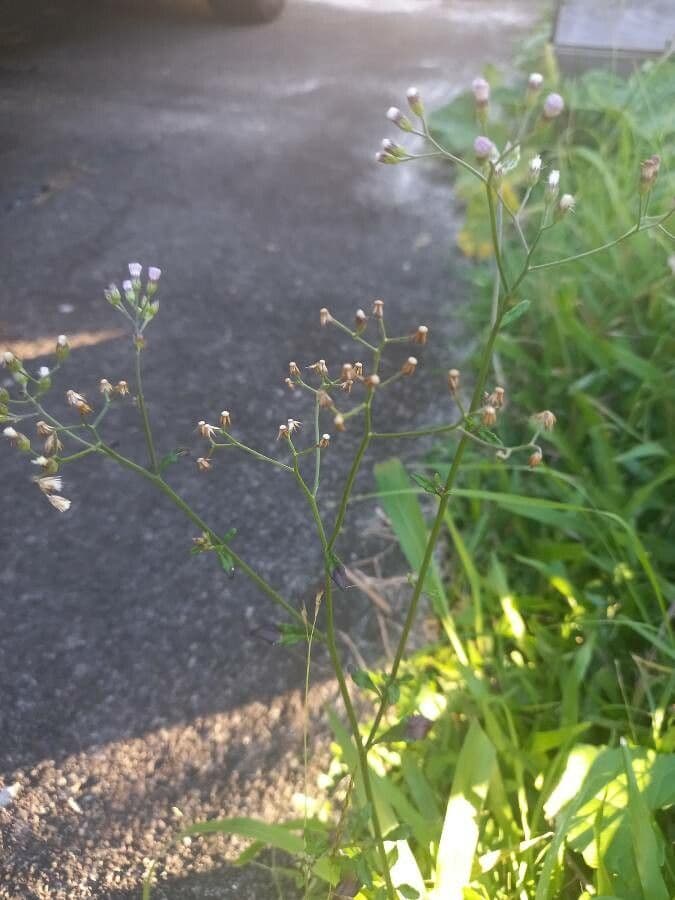Cyanthillium popelavé 12