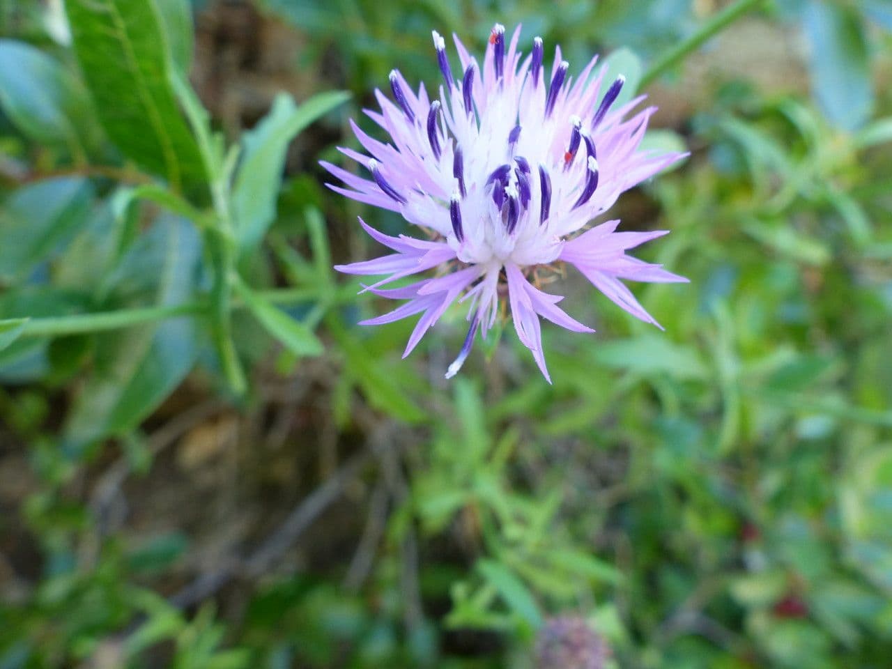 Centaurea vedovina 9