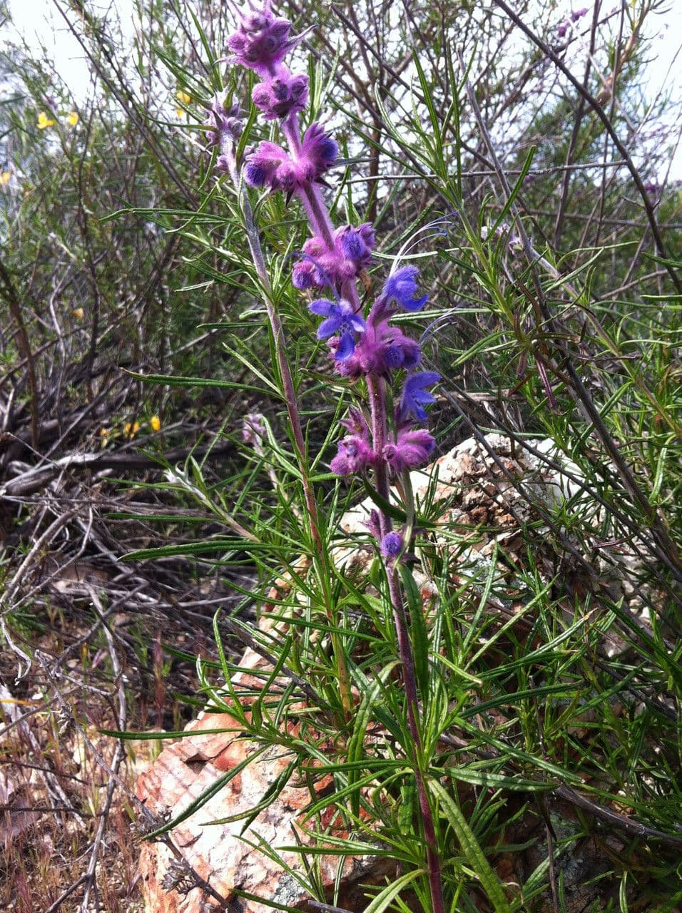 Trichostema 9