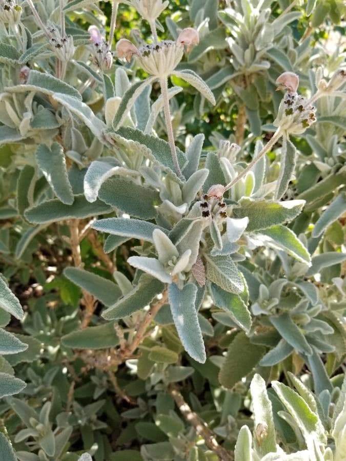 Phlomis 12