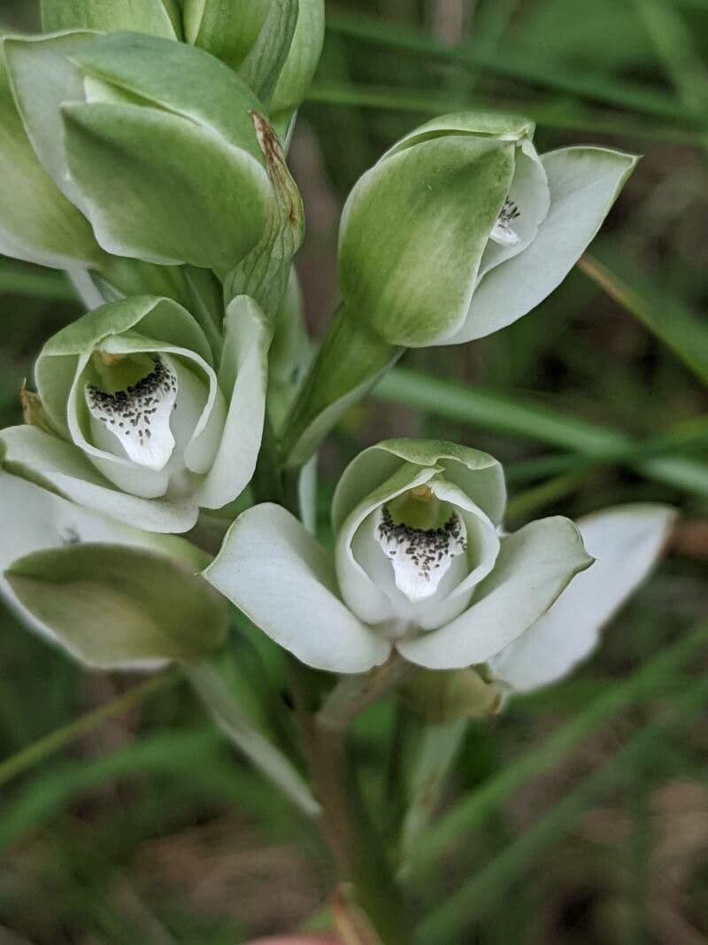 Chloraea