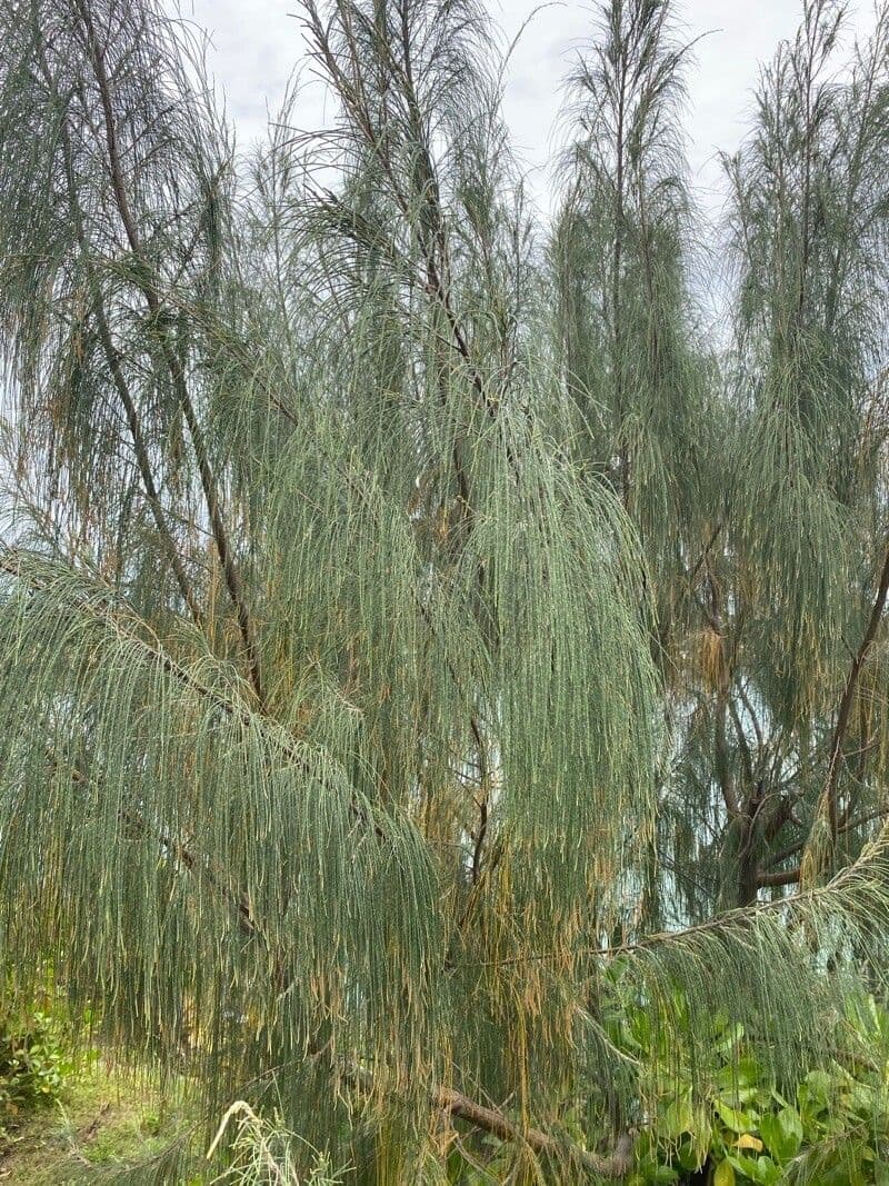 Casuarina equisetifolia 16