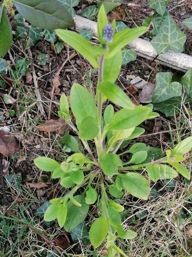 Lappola aspera 15