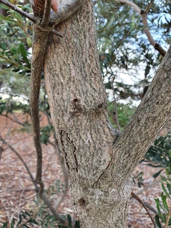 Banksia 17