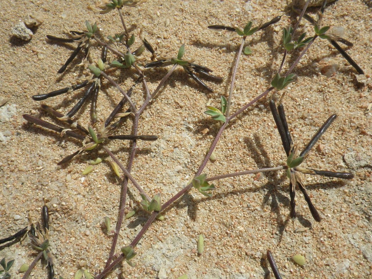 Lotus cytisoides 2
