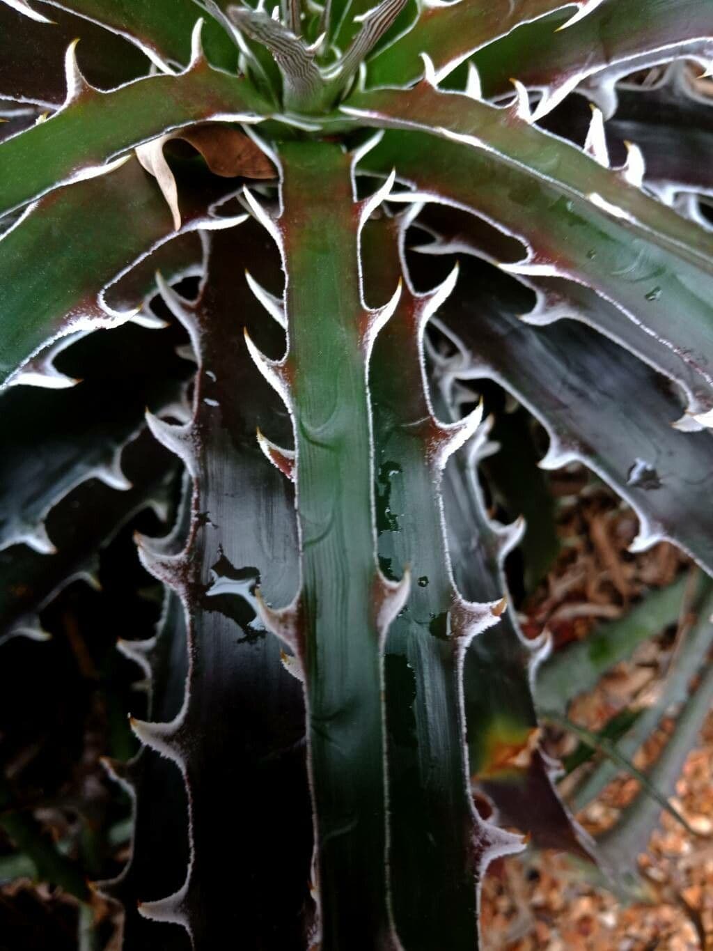 Dyckia 15