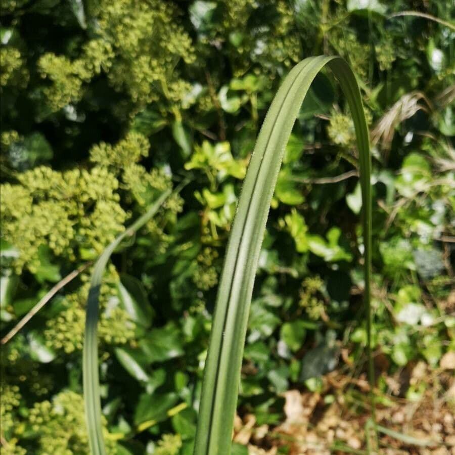 Erba delle pampas 18