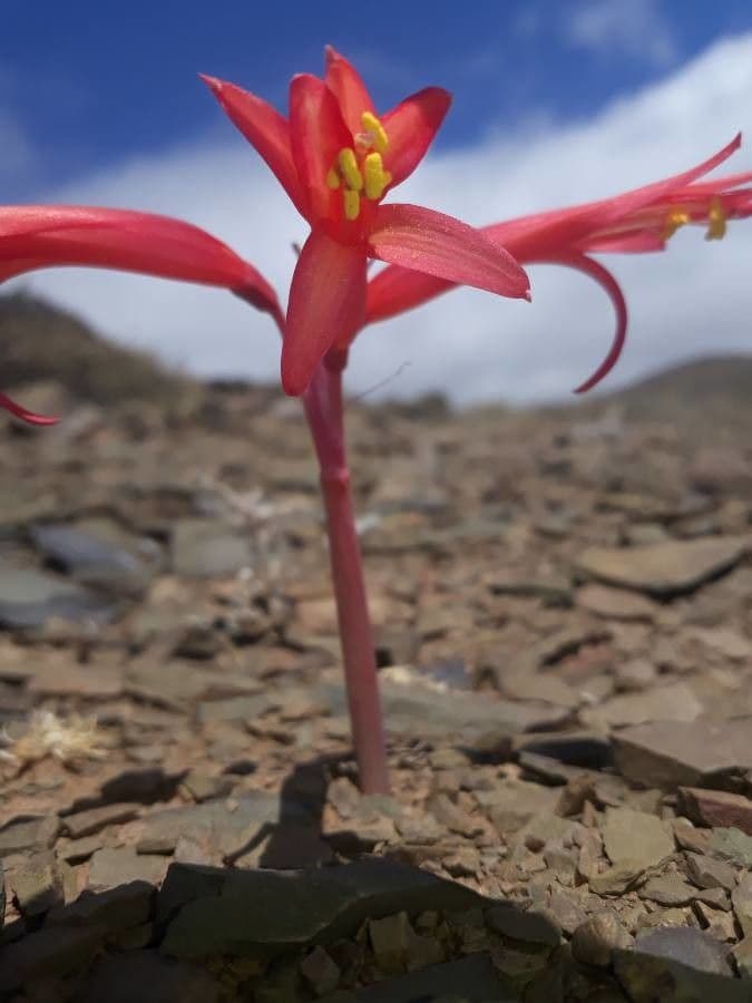 Brunsvigia orientalis 2