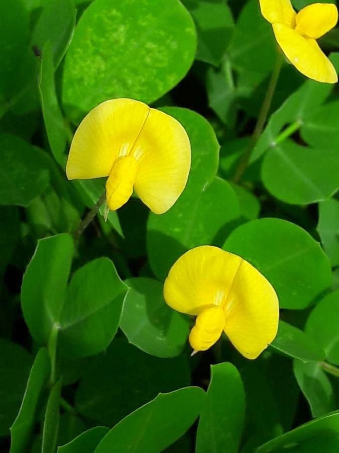 Arachis pintoi 4