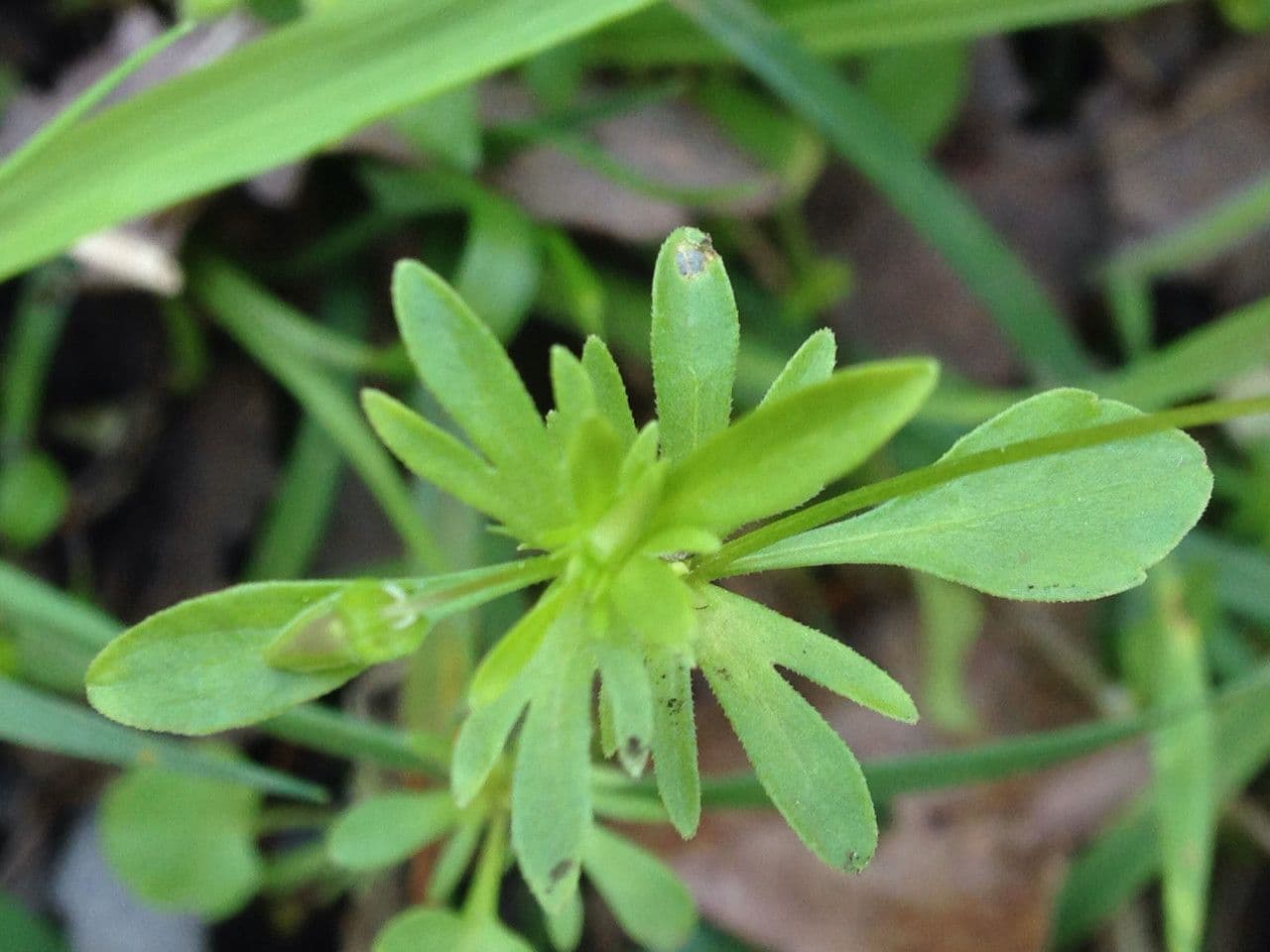 Viola bicolore 15