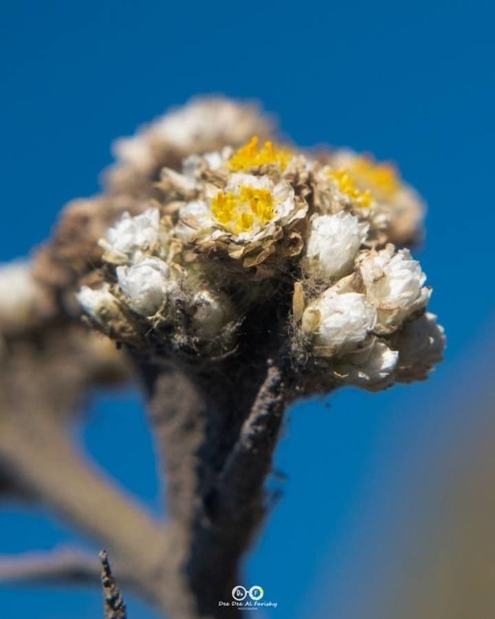 Immortelle de Java 2