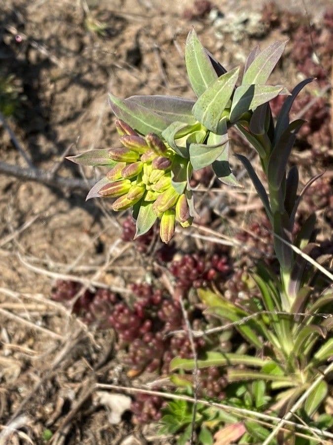 Alyssoides utriculata 9