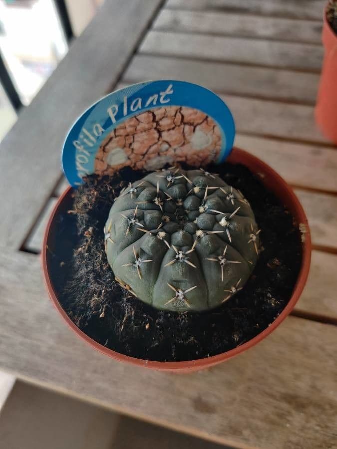 Cactus