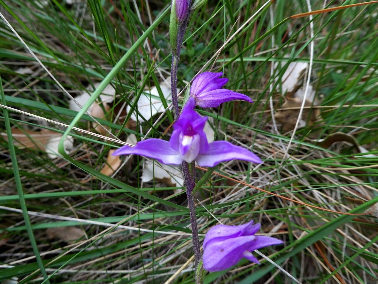 Cefalantera roja 24