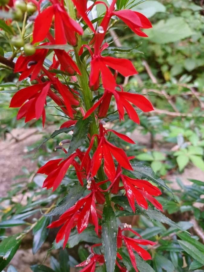 Lobelia cardinale 29