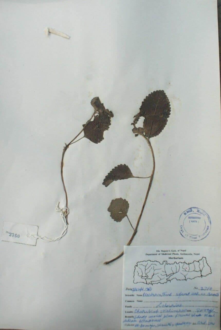 Isodon 9