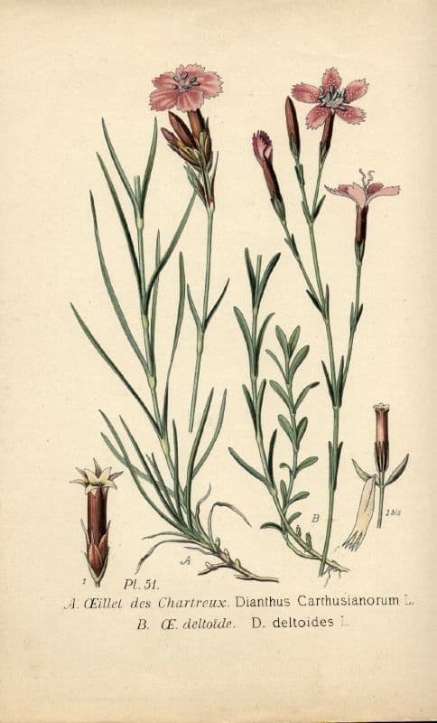 Heide-Nelke 28