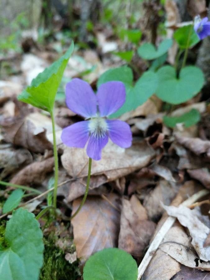 Viola sagittata 3
