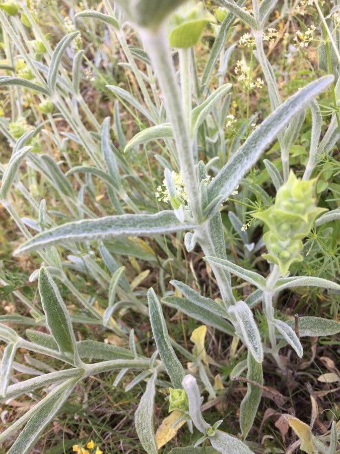 Sideritis dello Scardus 4