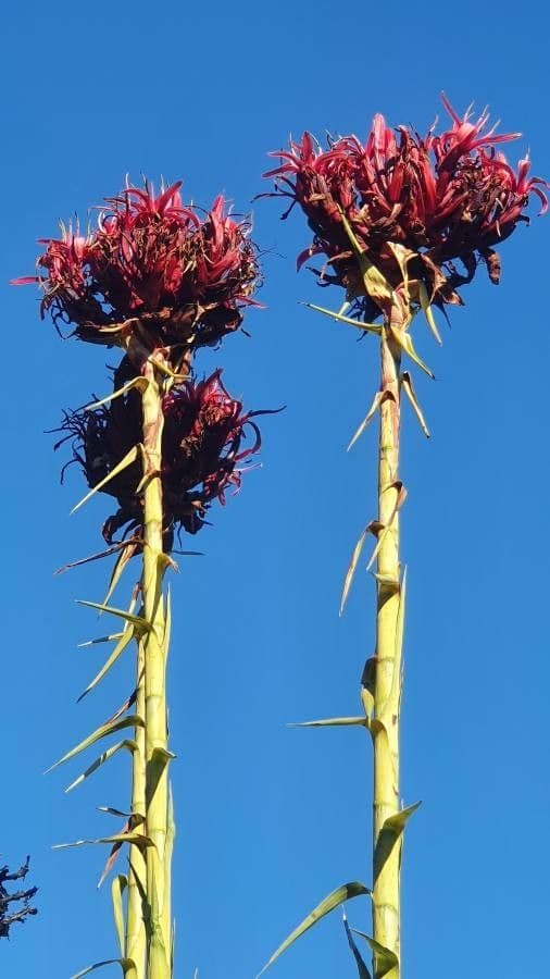 Doryanthes 6