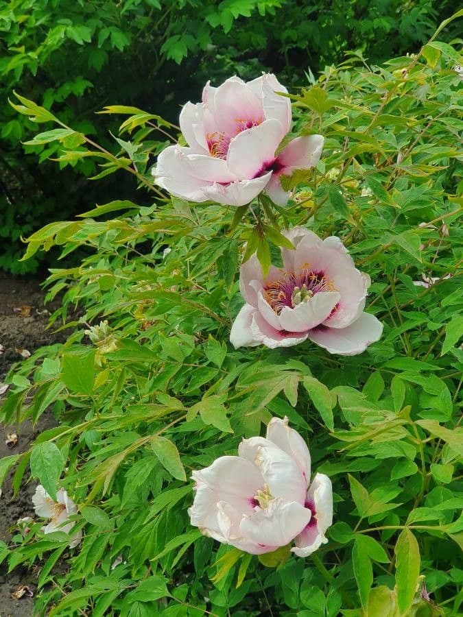 Peonia 4