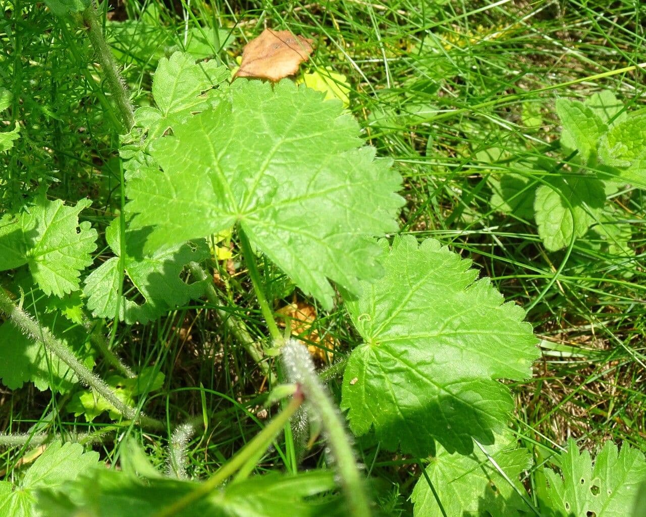 Malva moscata 17