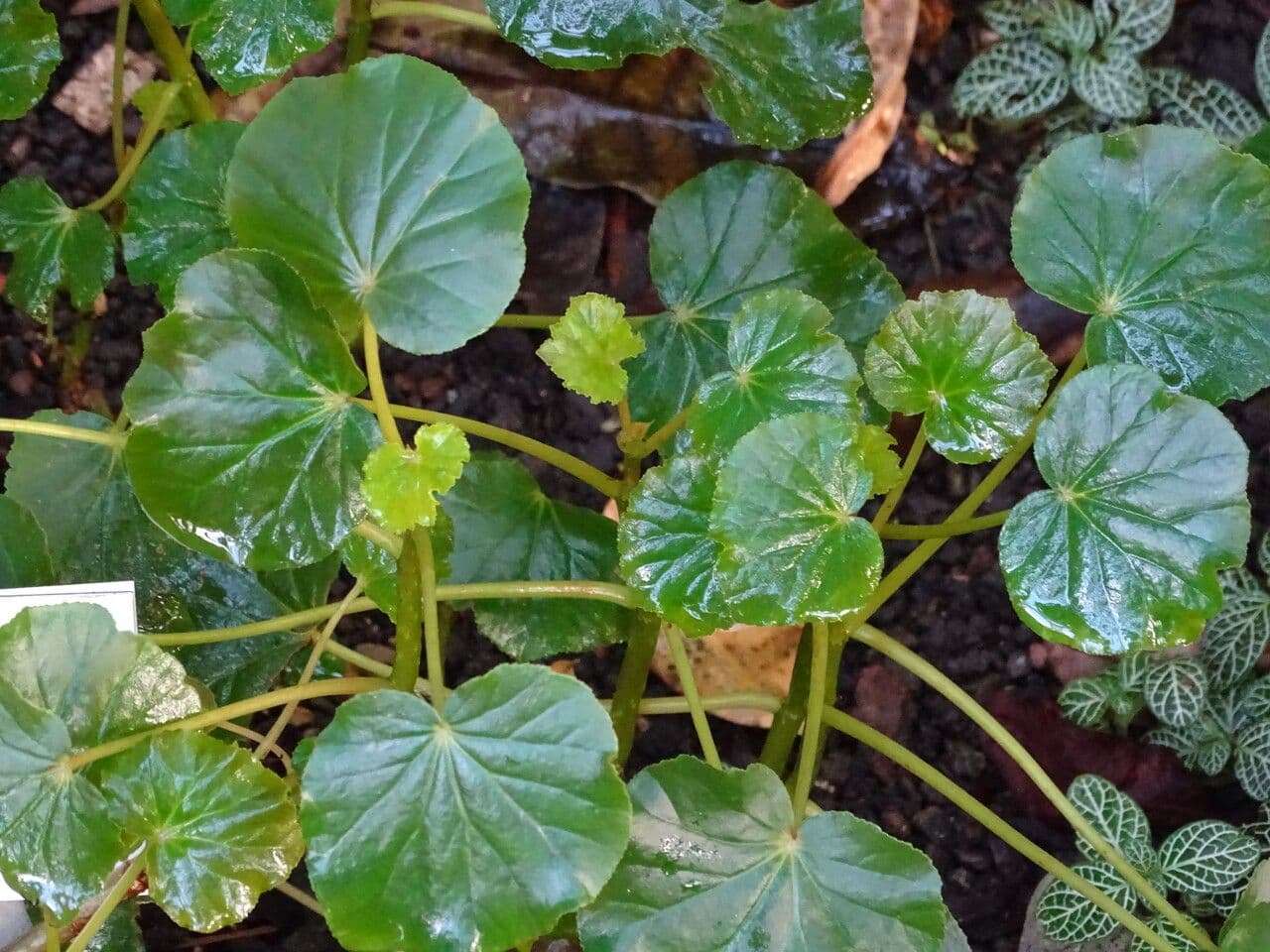 Begonia 3