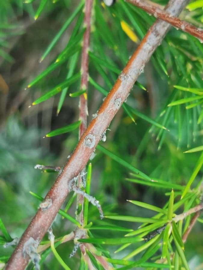 Rosmarinblättrige Grevillea 24